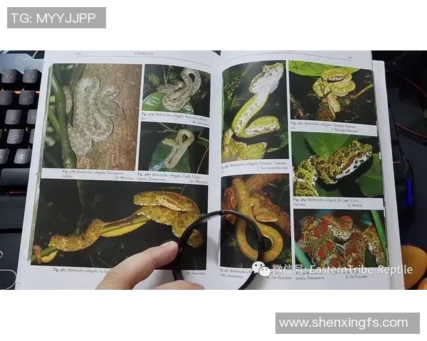 瓜地马拉与委内瑞拉比赛分析及笔者推荐策略分享